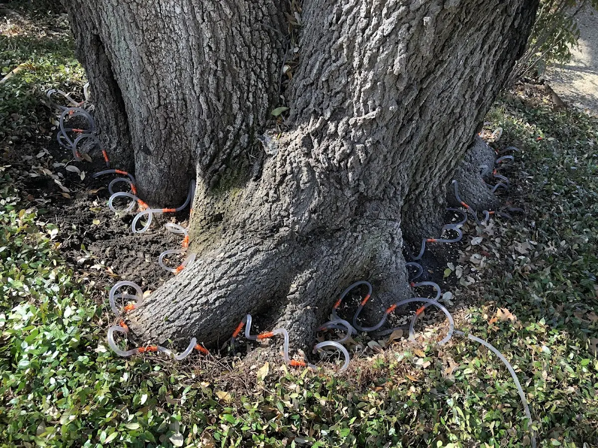 Detailed Tree Cabling and Bracing job site in Flossmoor