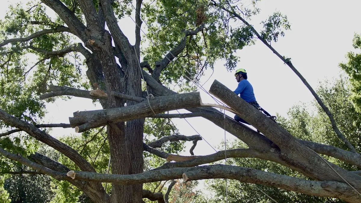 Professional Crown Thinning performed by certified arborists in Flossmoor
